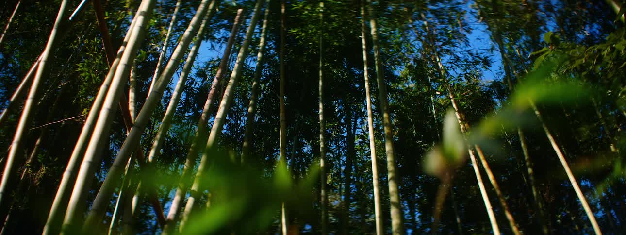 A view of trees in a forest during spring is displayed