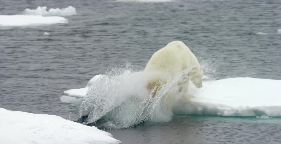 A polar bear jumps onto a patch of ice in the water