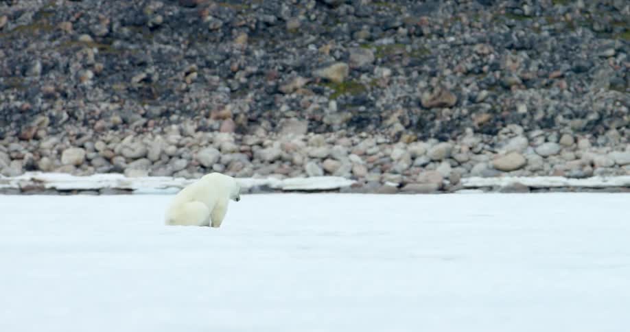 A polar bear sits on ice
