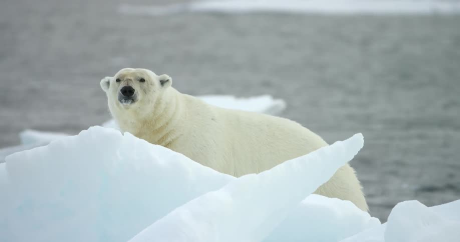 Antarctica