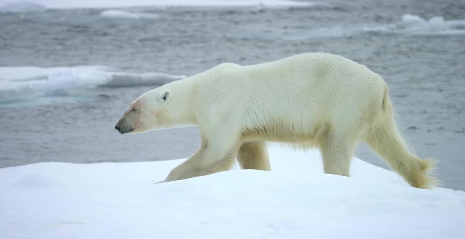 A polar bear walks along an iceberg