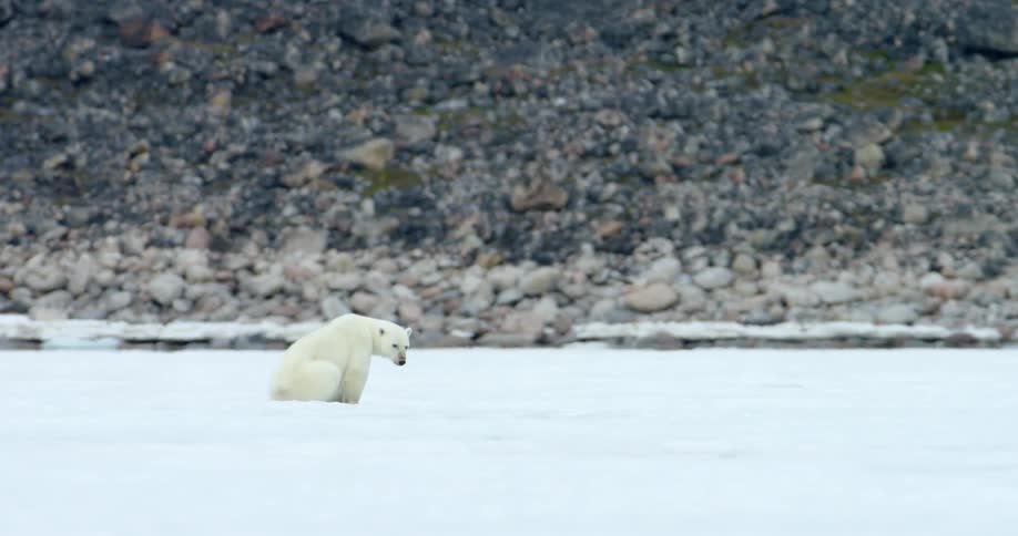Polar bear in its natural environment