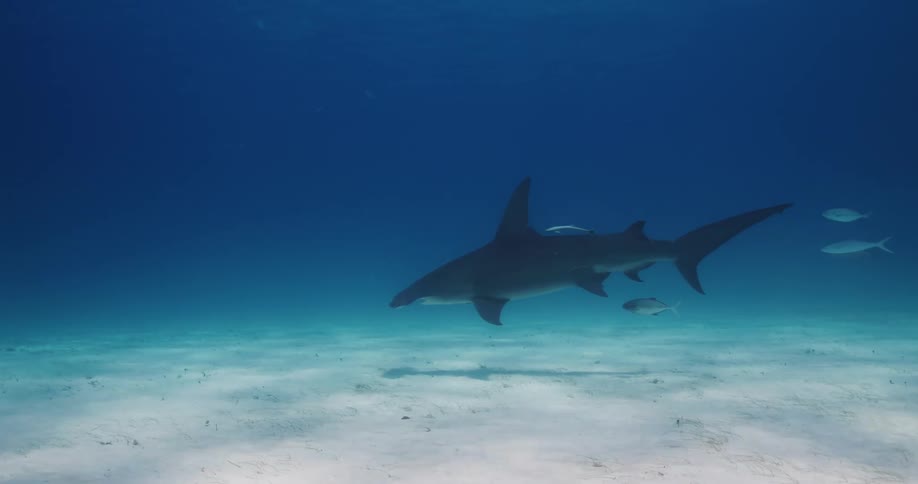 A hammerhead shark swims over the seabed among small fish as sunlight shines from above