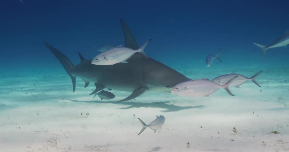 A hammerhead shark swims over the seabed among small fish as sunlight shines from above
