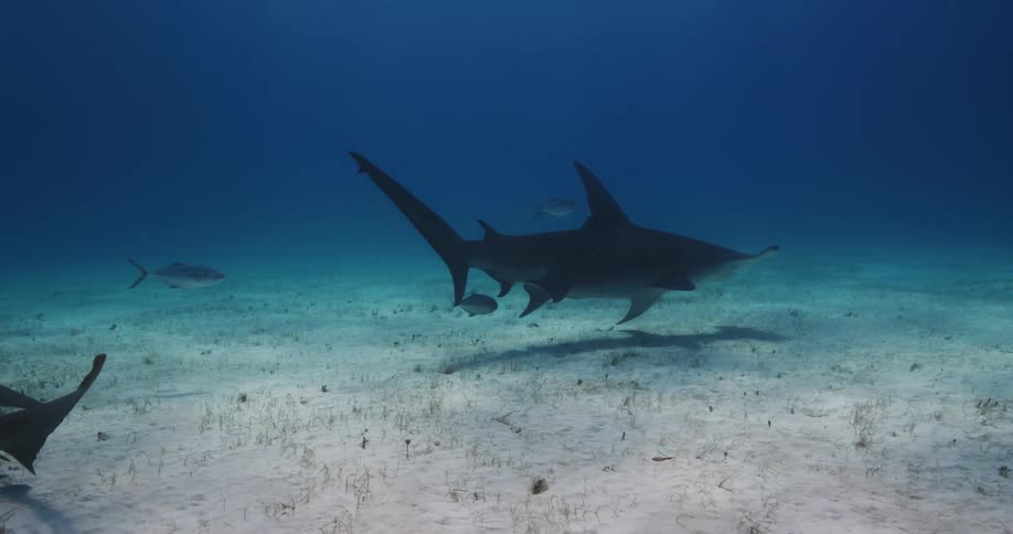 Underwater marine life scenery sharks and fish blue water sand