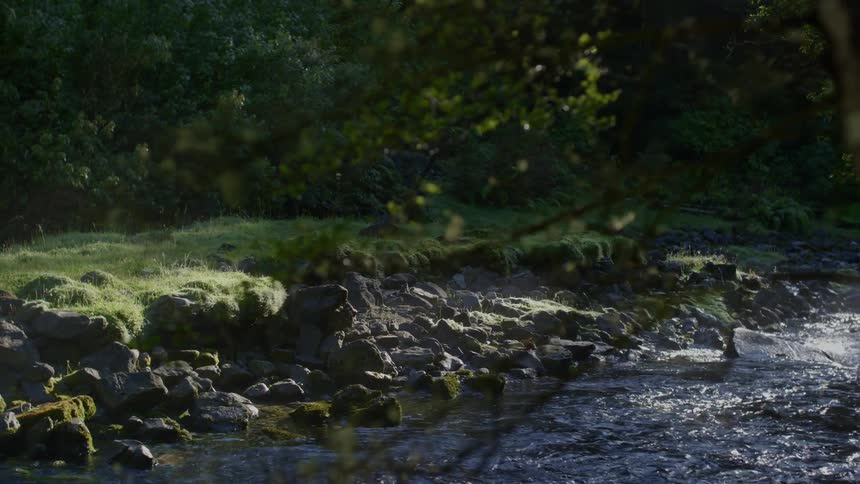 Sunlight shines along the riverbed as moss grows on rocks and the sparkling water flows through the woods