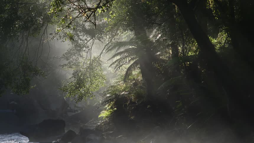 Trees in a forest are displayed during midday