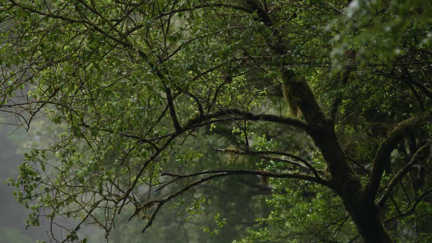 Green leaves cover the branches of a tall tree in a foggy forest