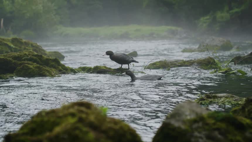 Birds climb over the rocks in the stream