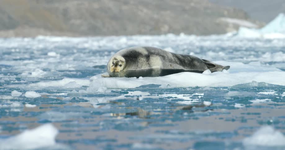 A seal is laying in some ice