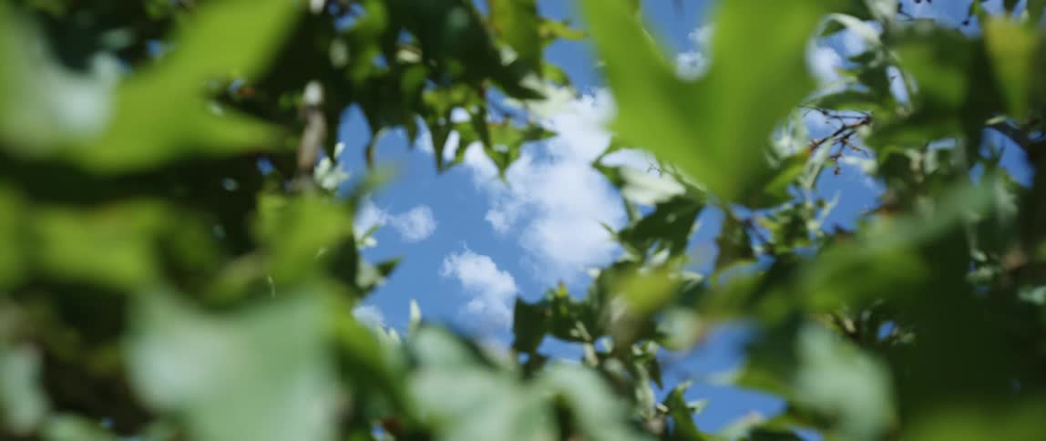 Wind blows through leaves on a tree