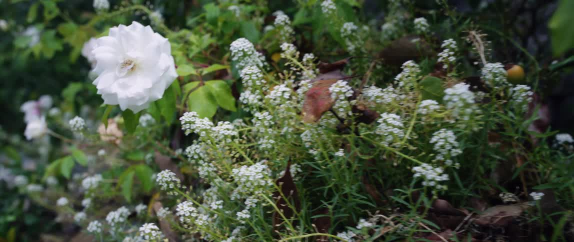 Close up of white flowers growing in the garden at daytime