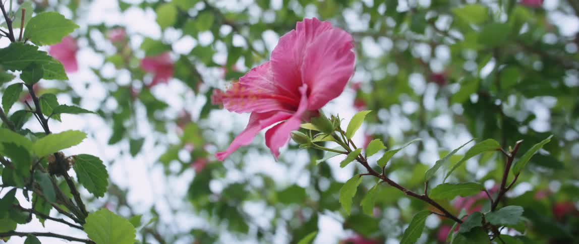 Hibiscus rosa sinensis tree