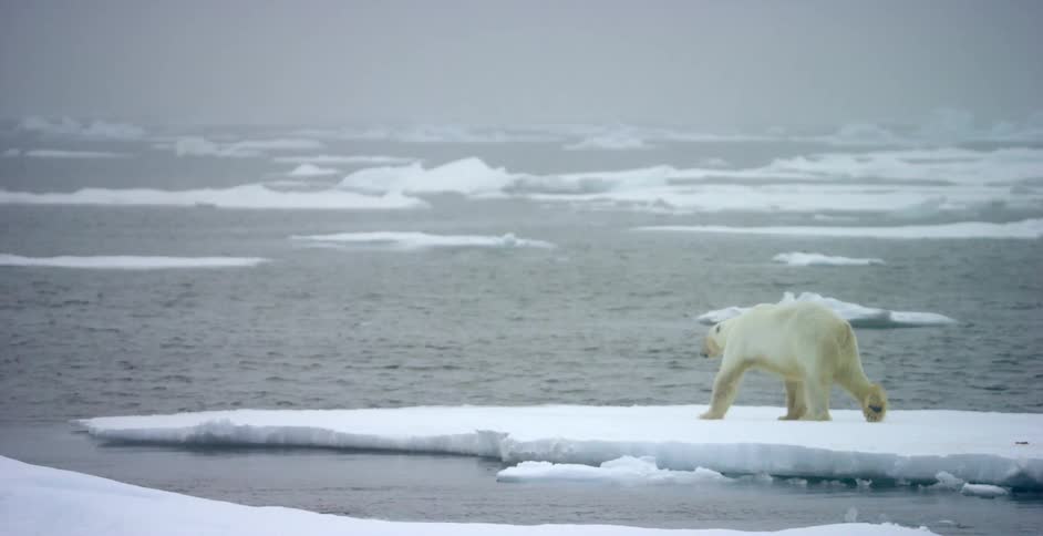 Polar bear standing on a glacier next to icy waters