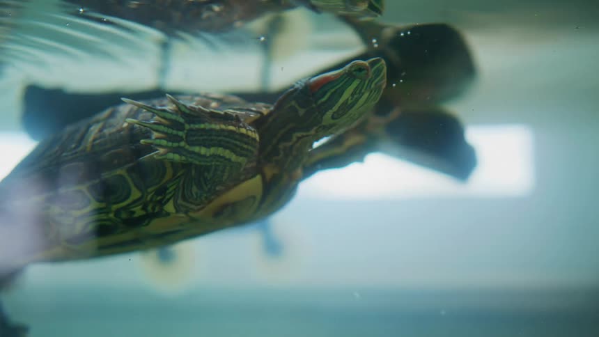 A turtle underwater eating a piece of food then sticking its head out of the water
