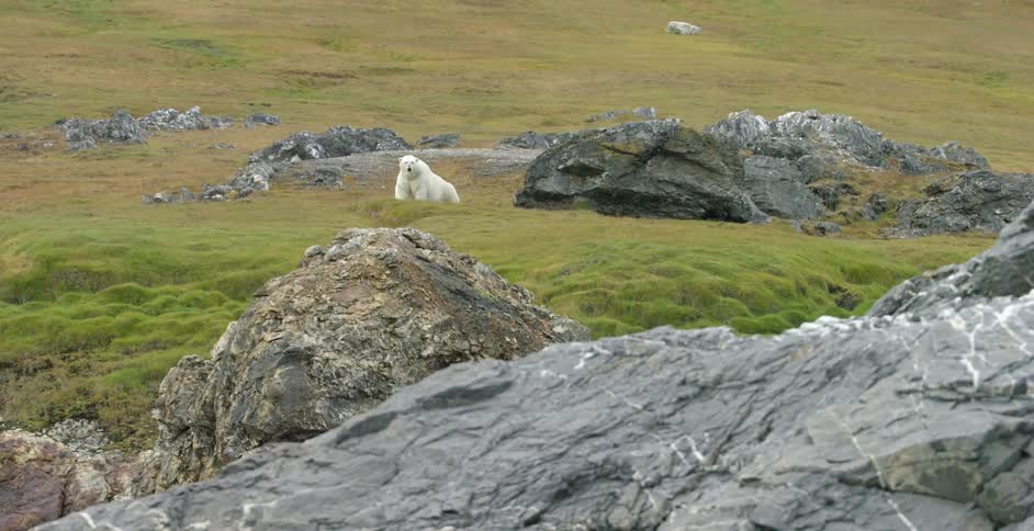 Polar bear standing in a grassy area