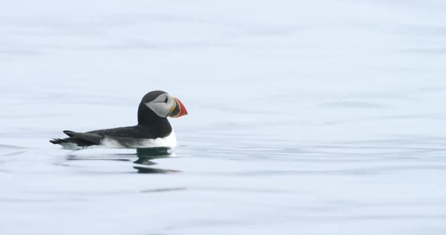 A bird floating on the water