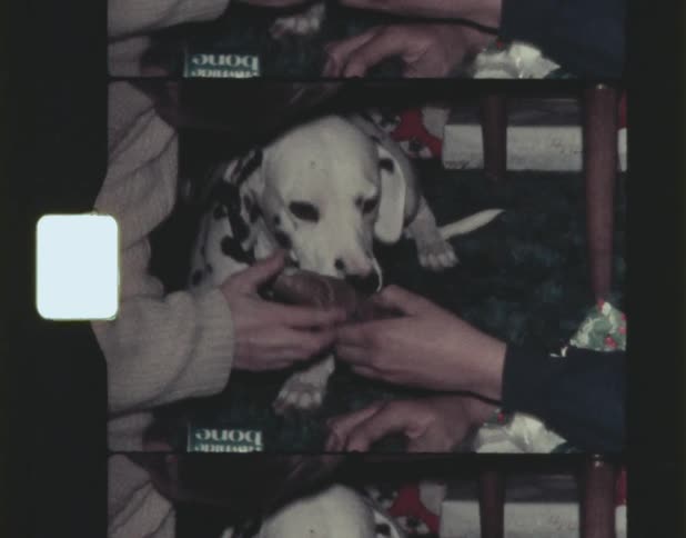A dalmatian plays with a chew toy given by a mother and daughter