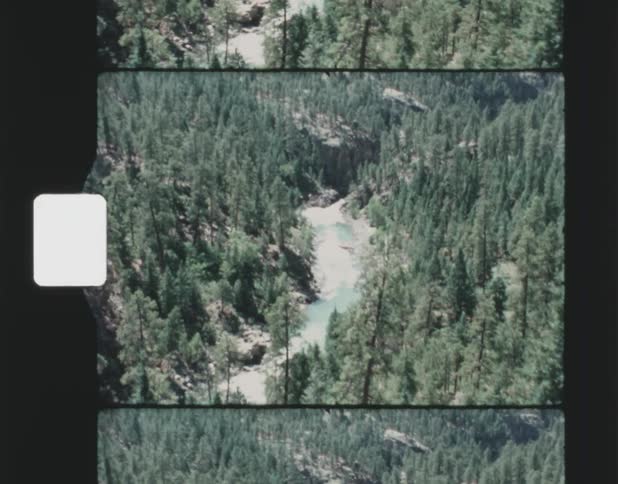 Film footage of trees in a forest is displayed