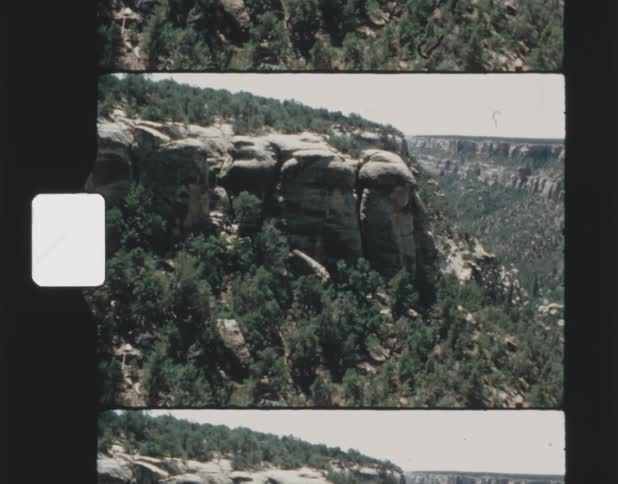Trees grow in the valley of a steep cliff in a canyon