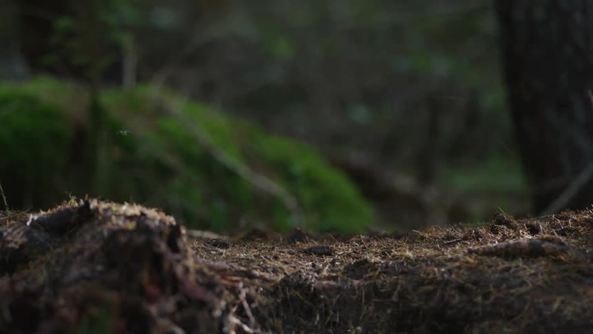 A bike maneuvers over a trail in the forest