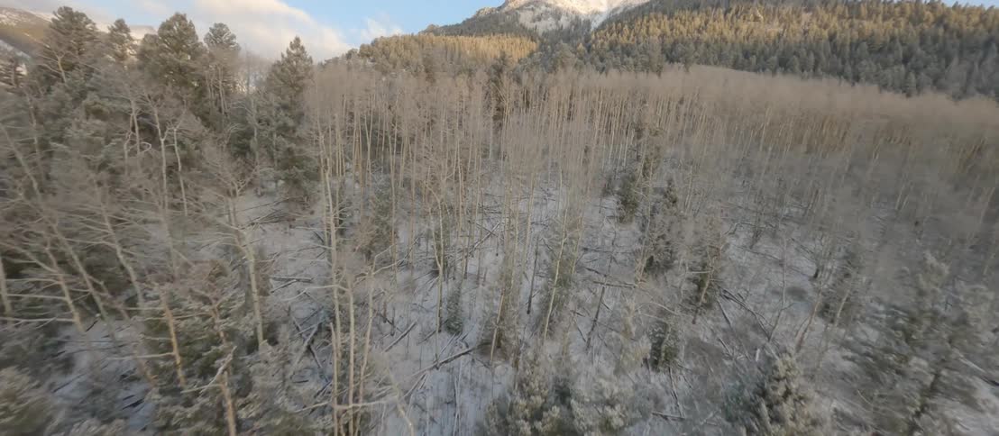 Dried out trees fill the ground below a mountain range