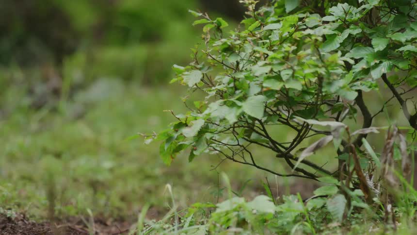 A bike brushes against a shrub as a cyclist rides by