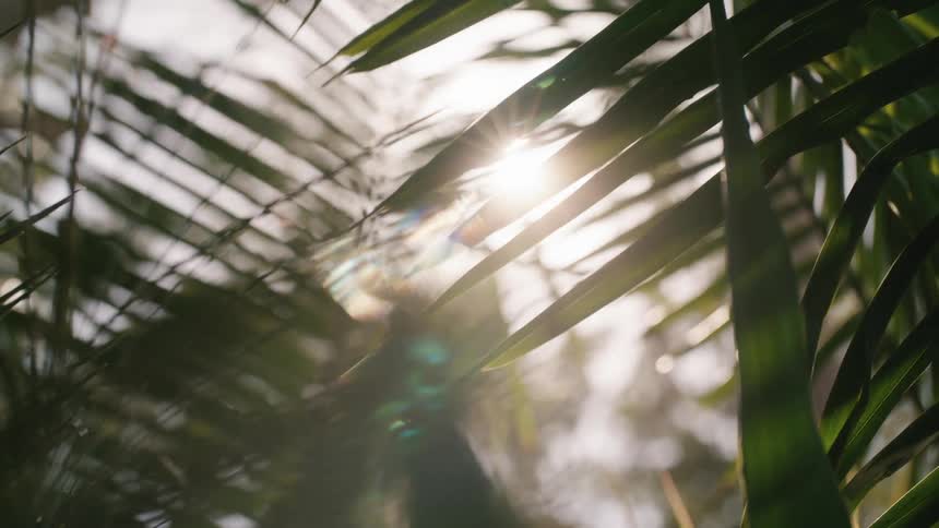Sun shines through waving palm leaves