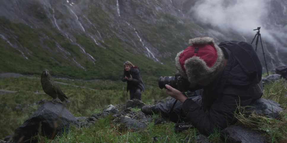 Man and woman both take pictures of a hawk