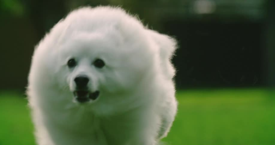 The dog is running through the grass