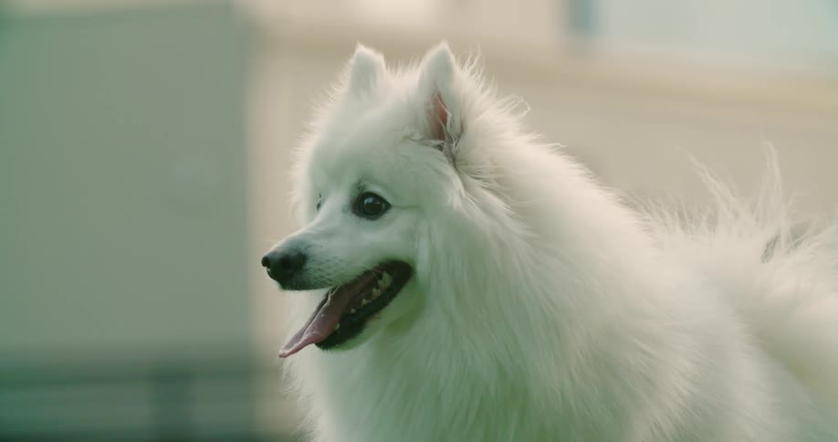 A small white fluffy dog pants with its mouth wide open