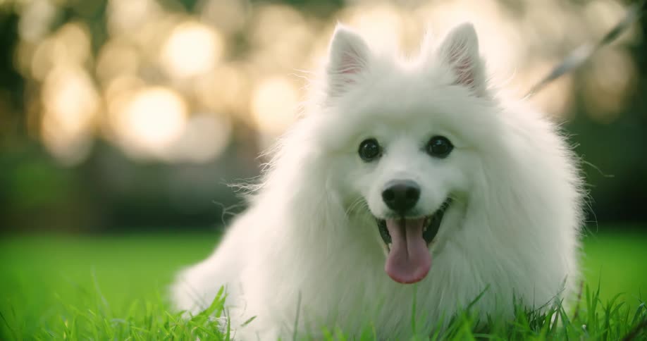 A little white dog laying in the grass panting and looking forward