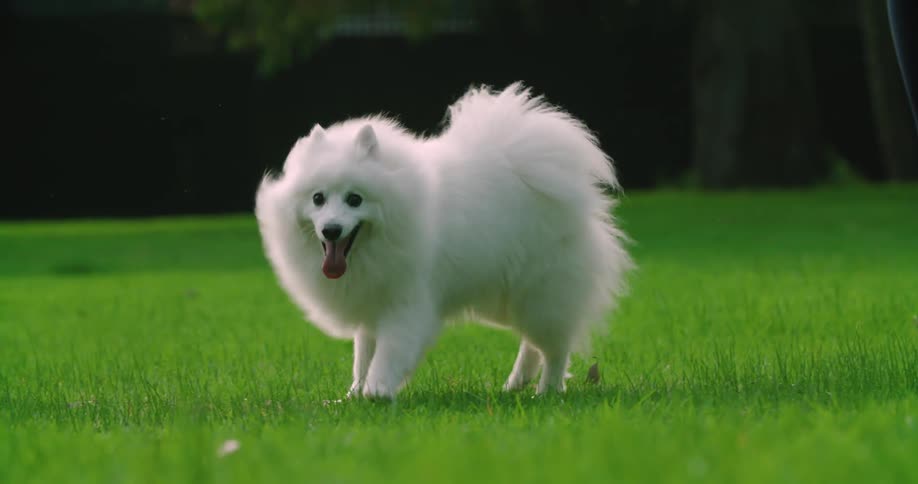A fluffy white dog prances in the grass near his owner