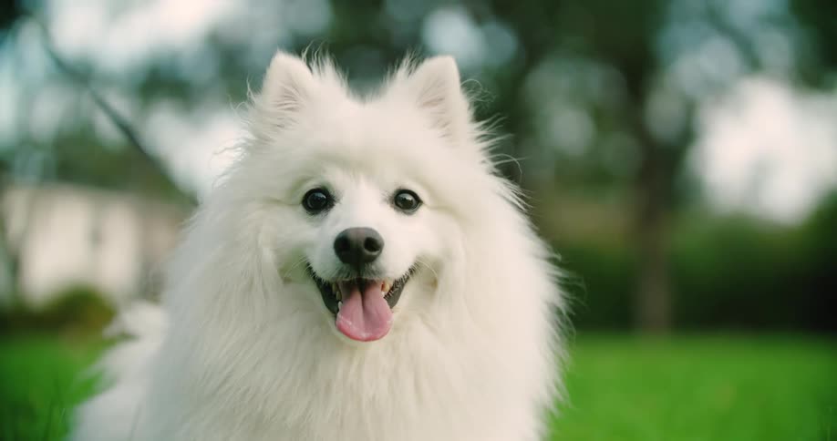 A small white dog on a leash standing in green grass