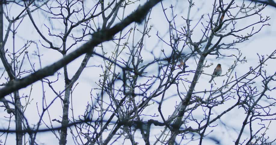 A small bird sits on barren branches in a tall tree
