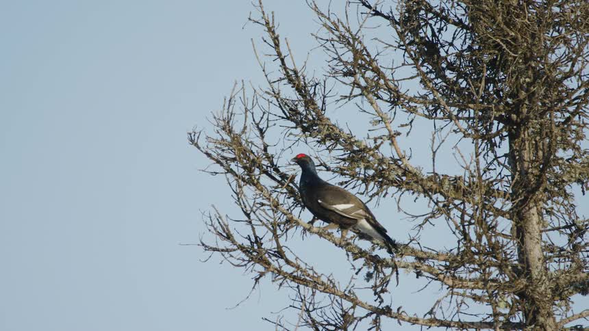Black grouse sitting on tree branch