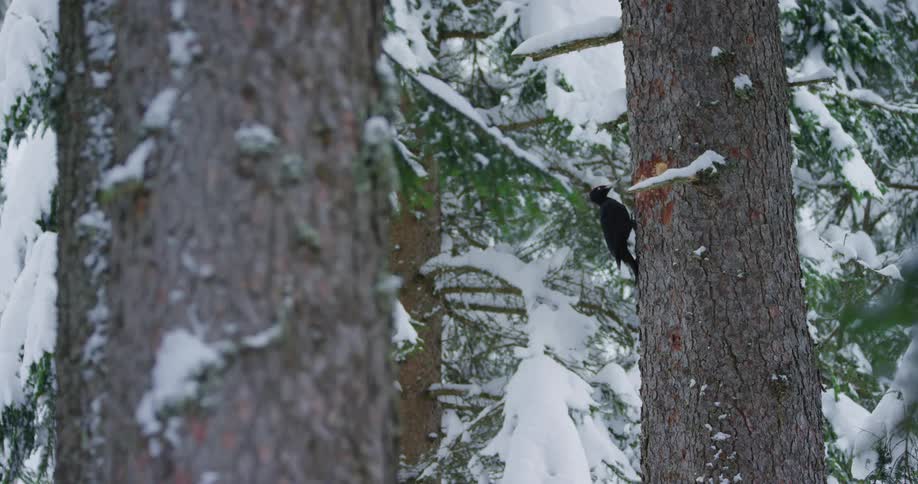 Black woodpecker pecks at conifer tree coated in snow