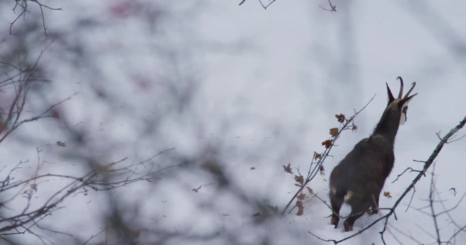 Goat chews at branch near leafless trees before moving away through snow