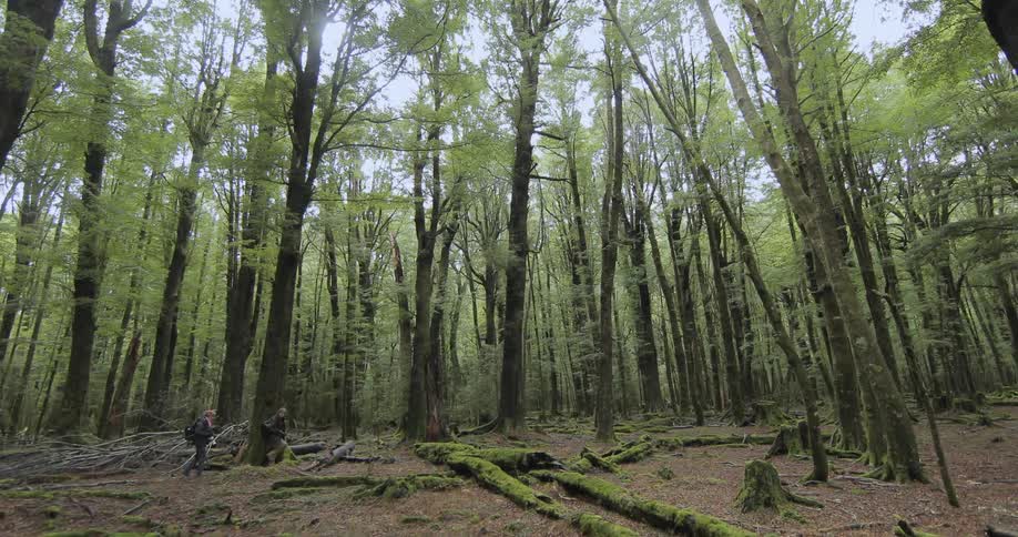 Two people walking through a forest