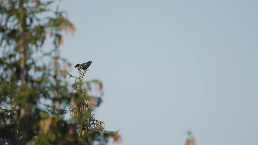 A black grouse sits at the top of a branch in a tree
