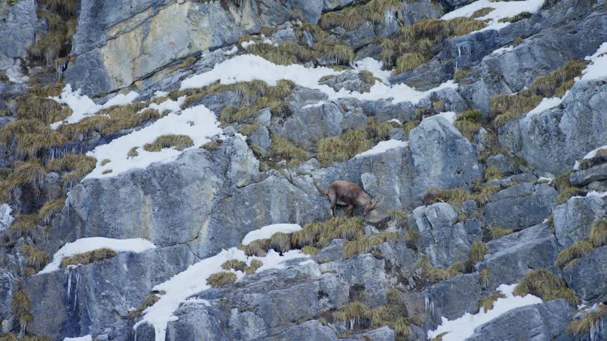 Alpine ibex walking across a cliff