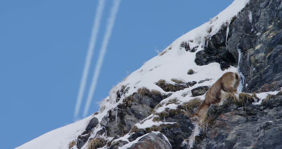 Alpine ibex on snowy mountain slope and plane flying in the sky