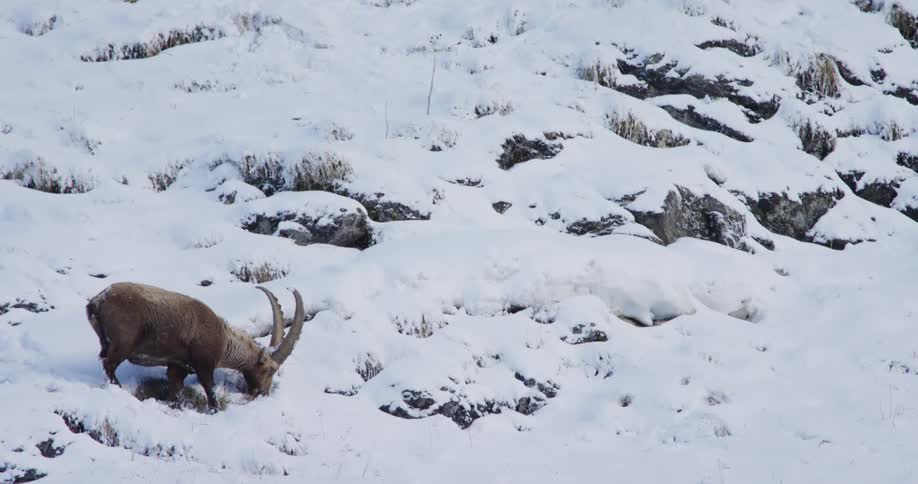 Horned wild goat paws at snow covered slope before grazing