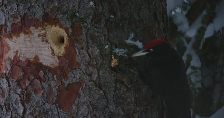 A woodpecker is holding on to a tree trunk as it pecks bark off the tree