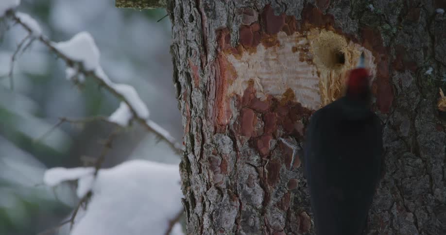 A black woodpecker clung to the side of a tree where there is a hole in the tree trunk