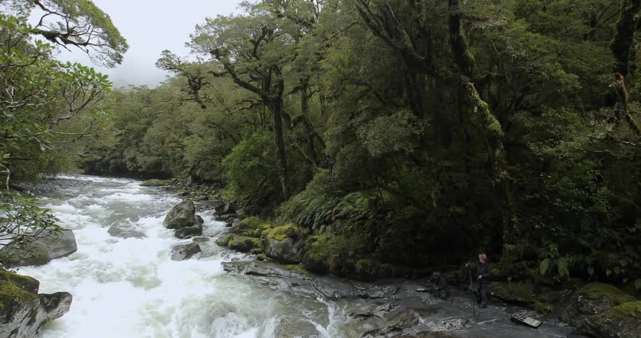 A stream is surrounded by tall trees and rocks