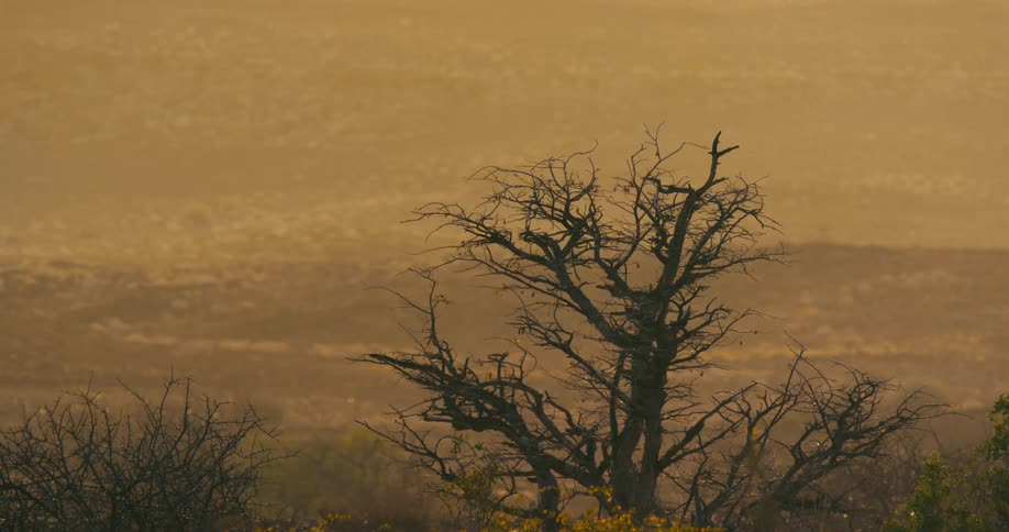 A bird is flying above trees in a jungle at dusk