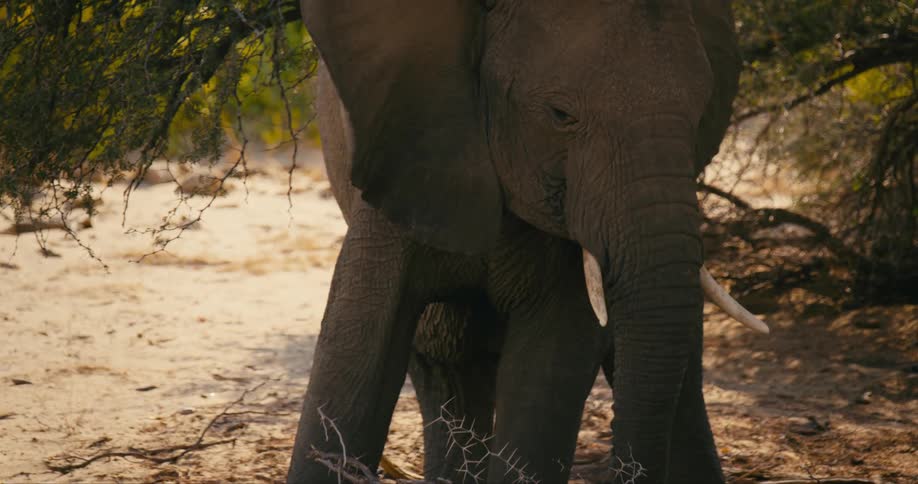 A desert-adapted elephant stands below a tree