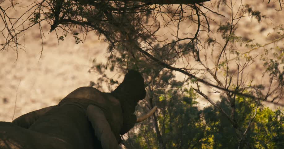 A desert-adapted elephant pulls down branches from a tree