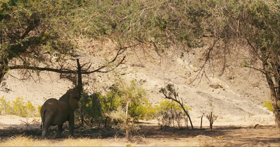 A desert-adapted elephant stands with its truck straight up in the air
